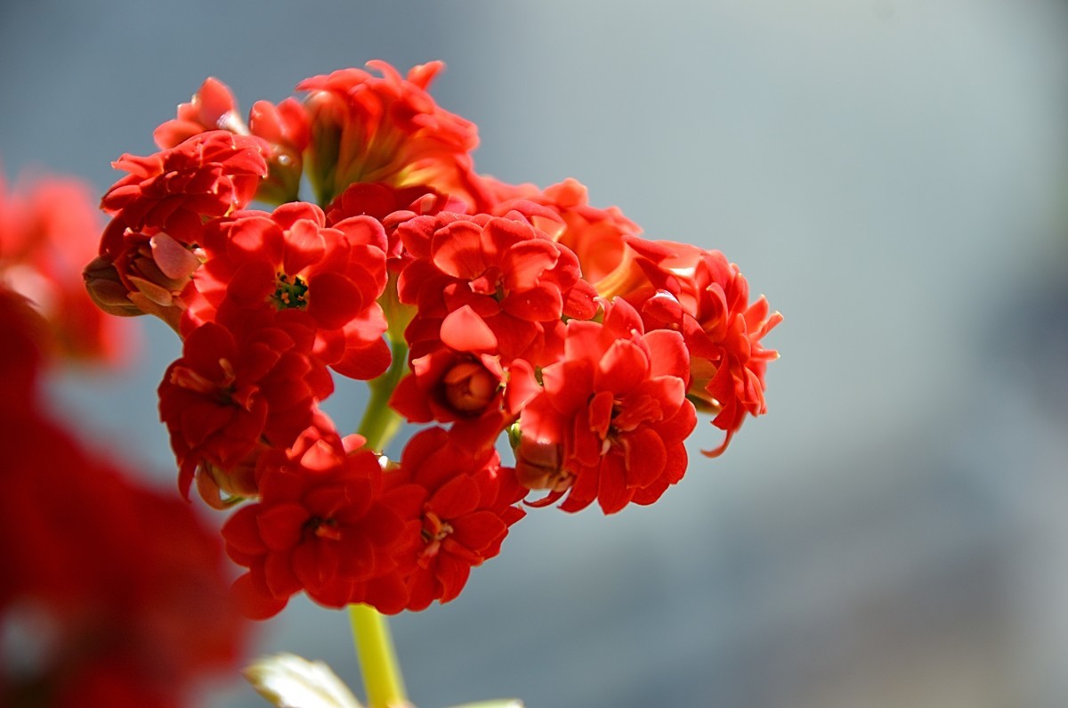 2025长寿花（6）