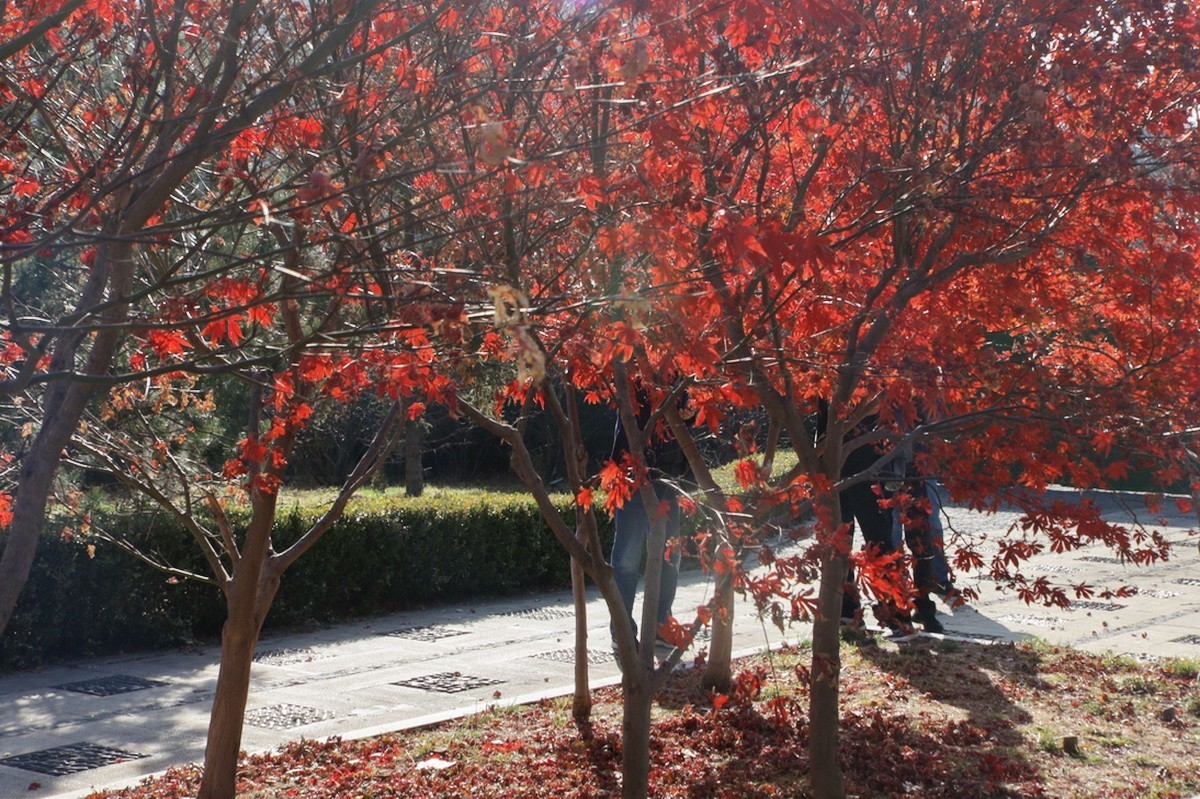 滨城游拍——西郊棠梨湖公园（2024-1）