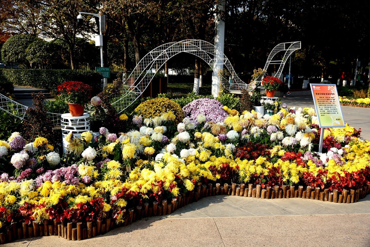 金秋菊花展！