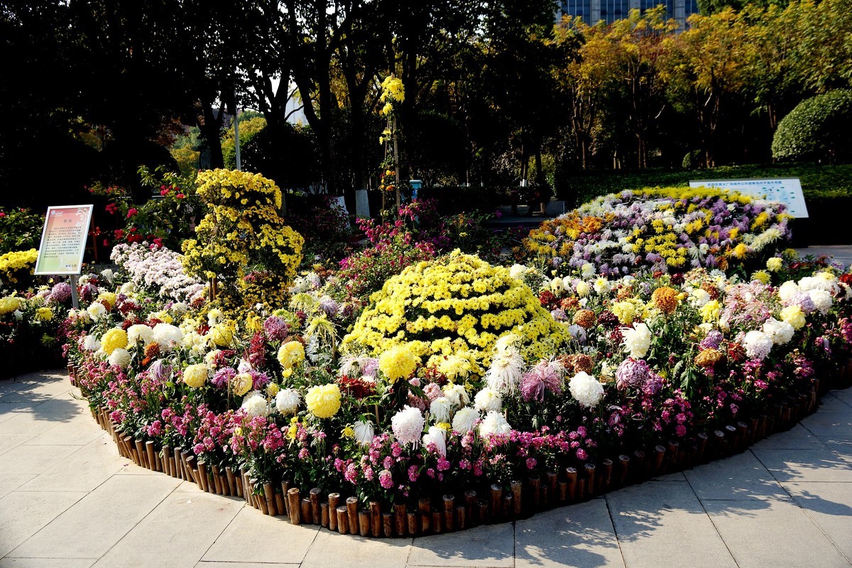金秋菊花展！