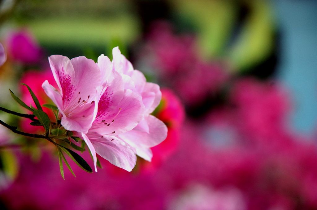 公园拍摄杜鹃花