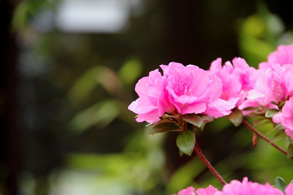 公园拍摄杜鹃花