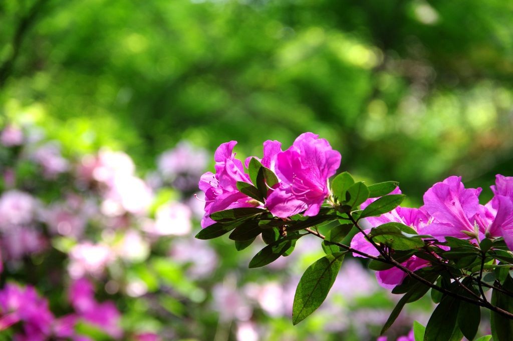 公园拍摄杜鹃花