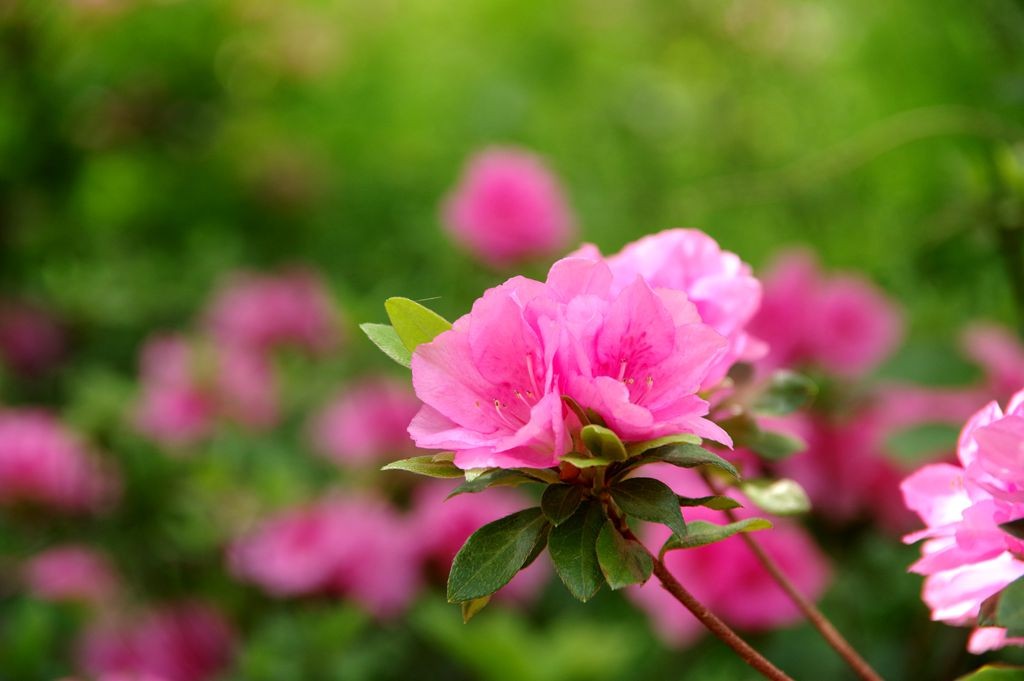 公园拍摄杜鹃花