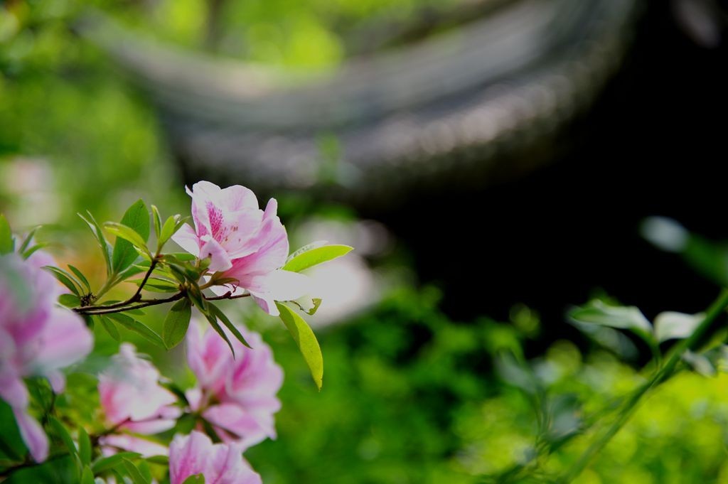 公园拍摄杜鹃花