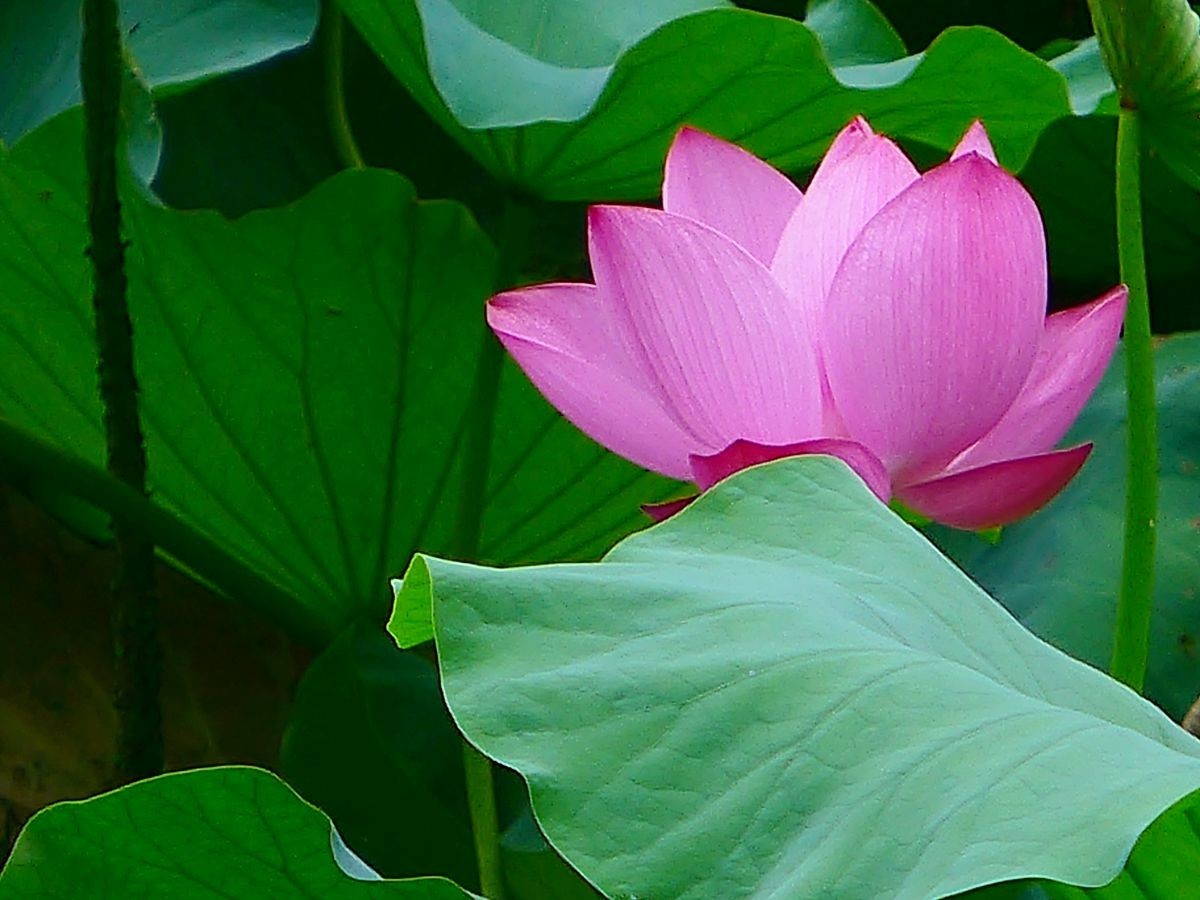 花卉系列【3690】