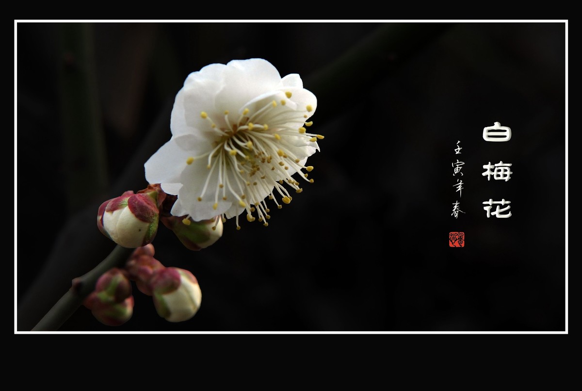 如冰似雪的白梅花