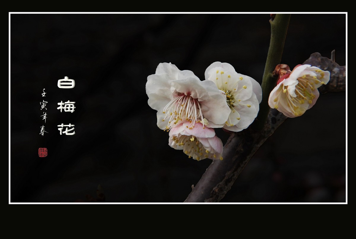 如冰似雪的白梅花