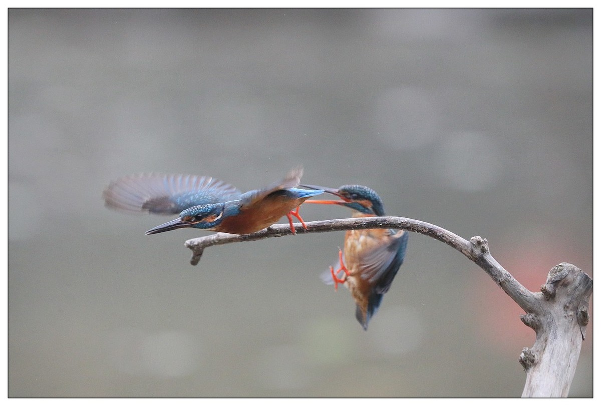 元宵节  情窦初开的小翠