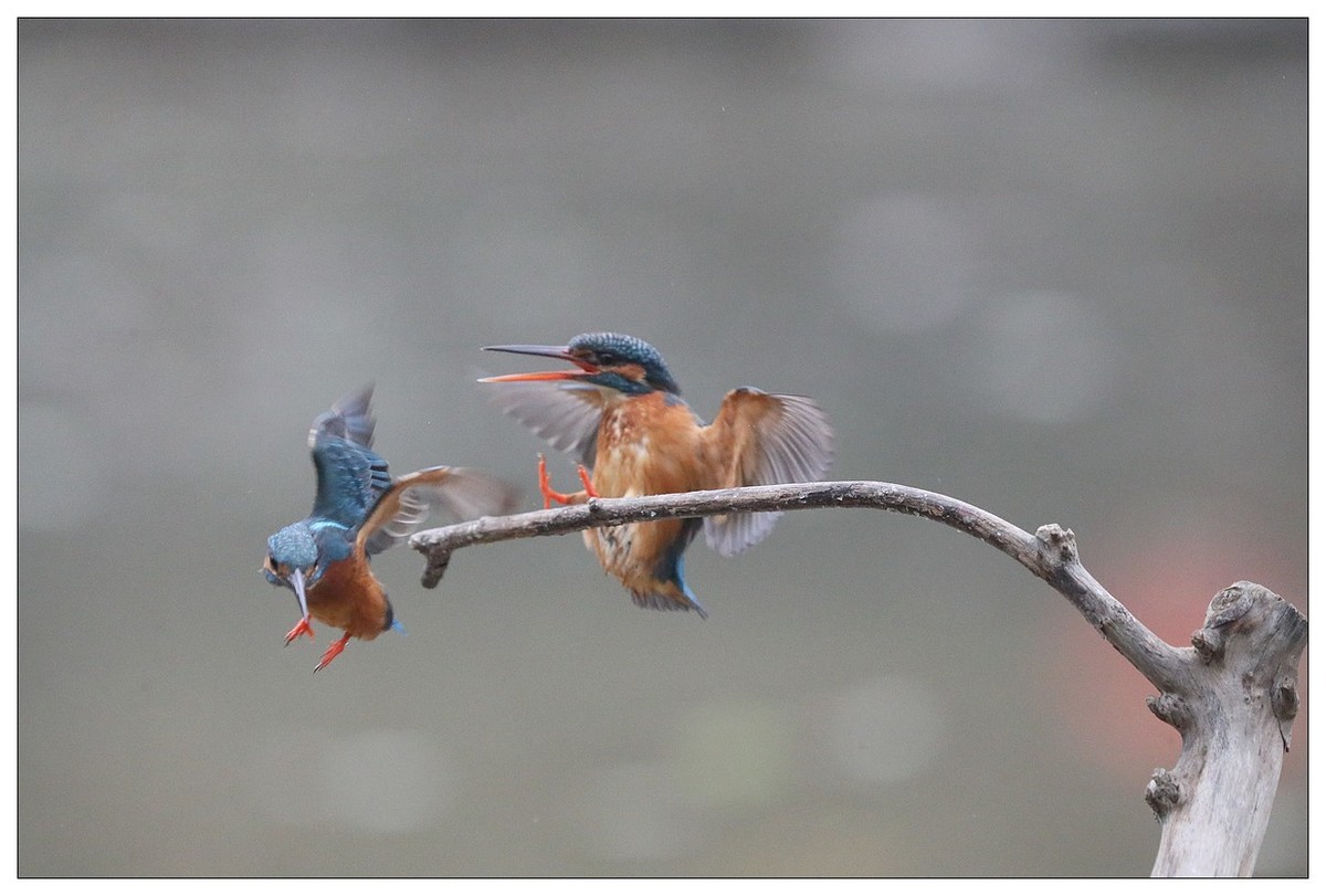 元宵节  情窦初开的小翠