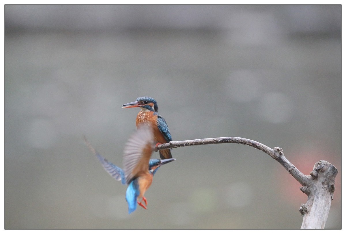元宵节  情窦初开的小翠