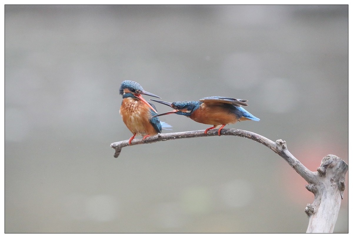 元宵节  情窦初开的小翠