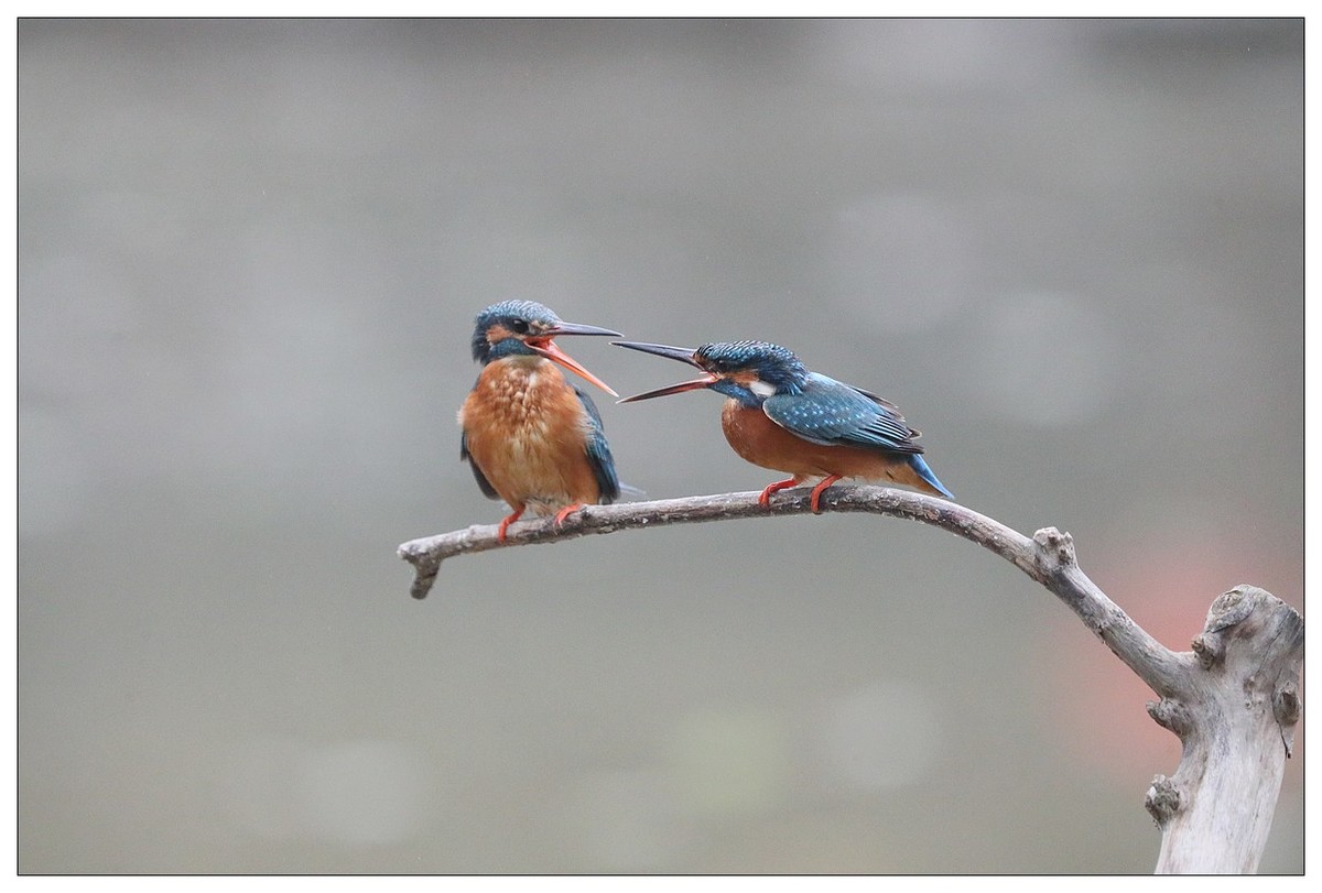 元宵节  情窦初开的小翠