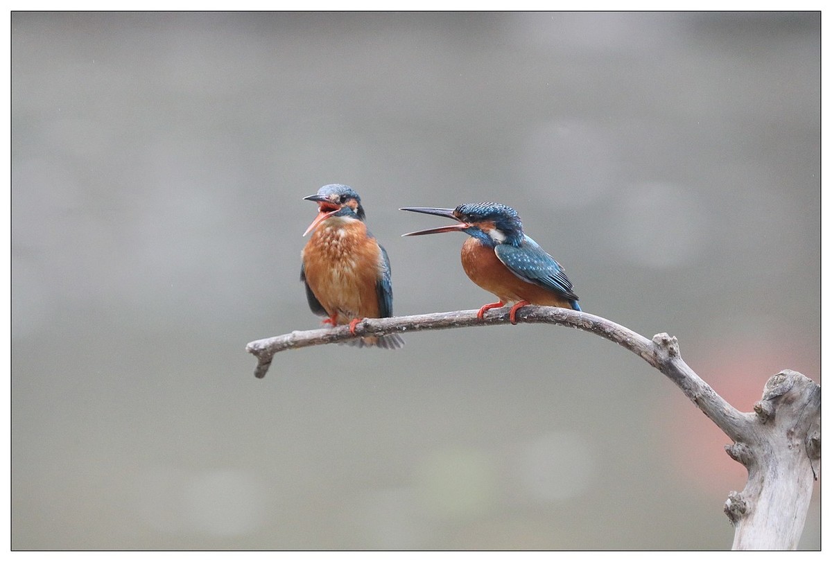 元宵节  情窦初开的小翠