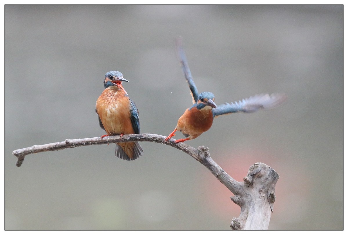 元宵节  情窦初开的小翠