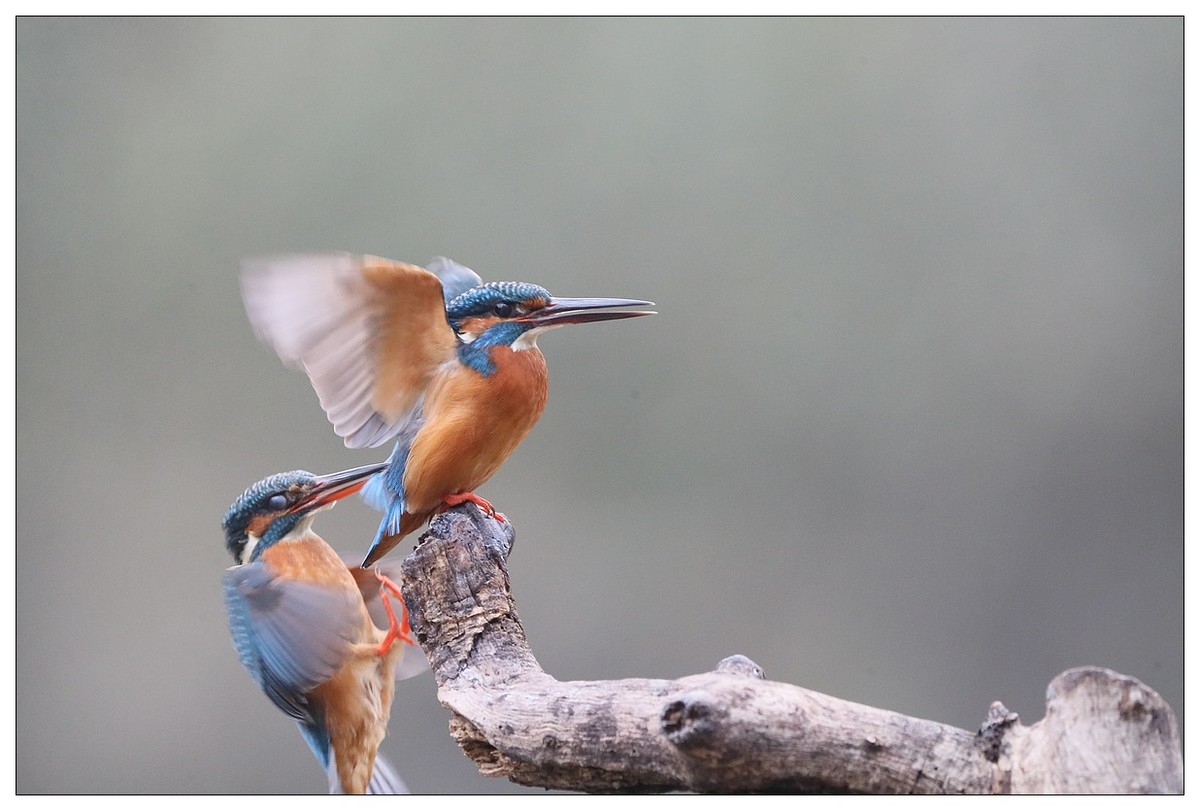 元宵节  情窦初开的小翠
