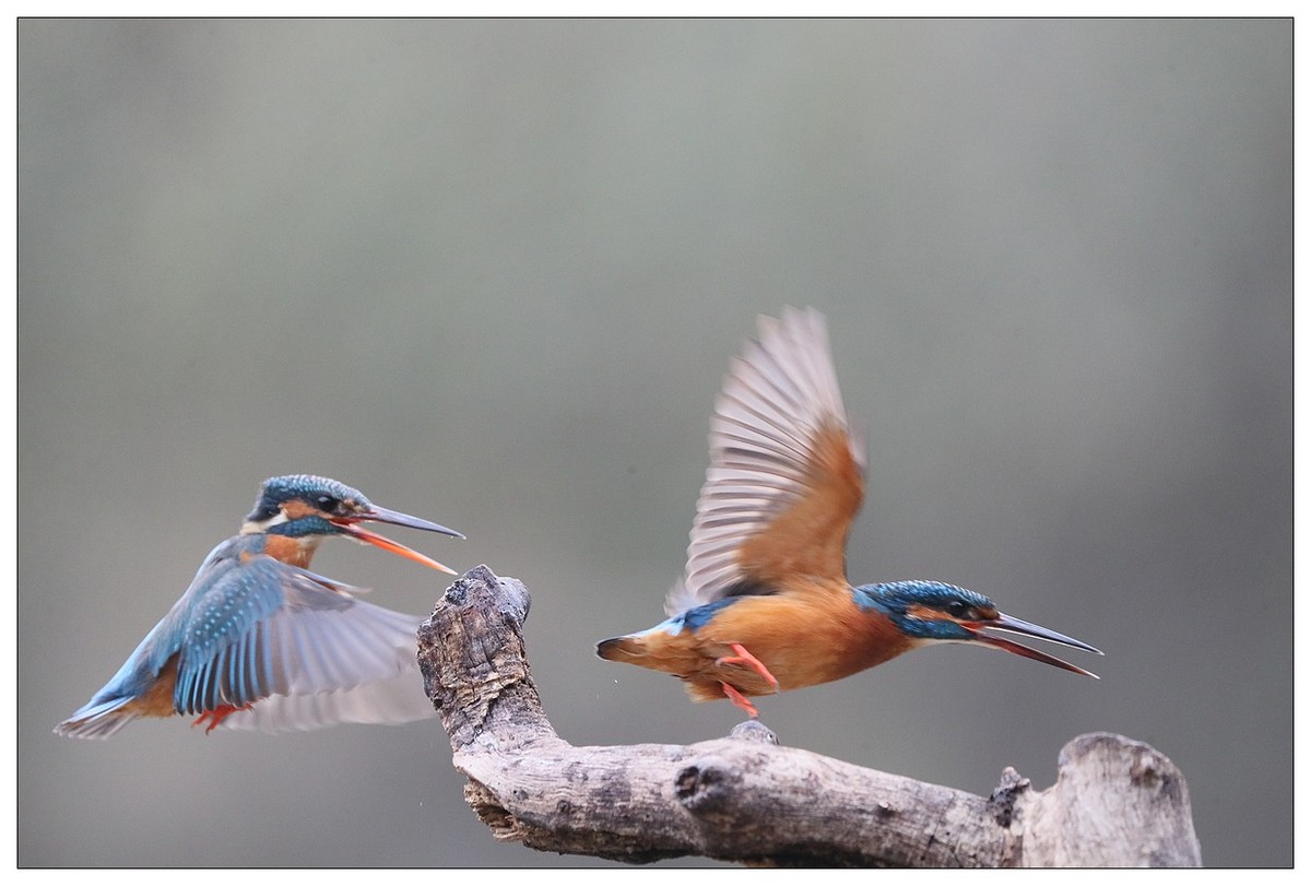 元宵节  情窦初开的小翠