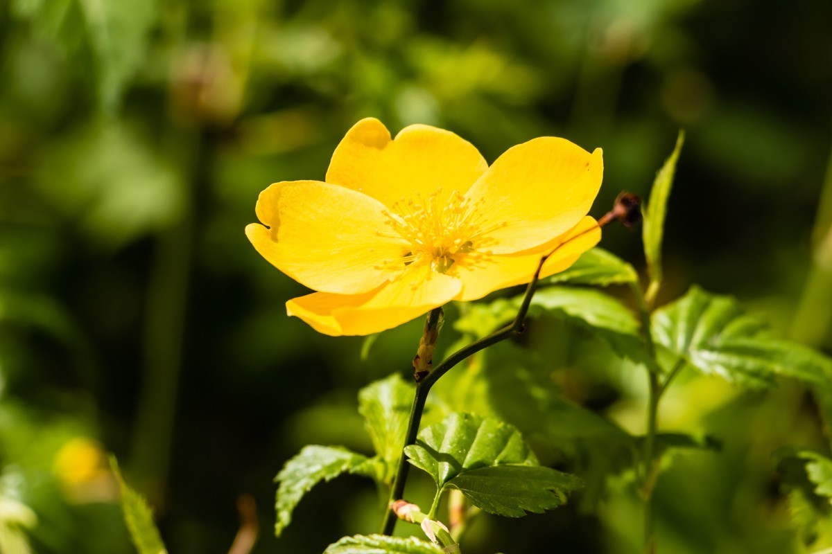 【镜头里】第1499号：棣棠花（二）