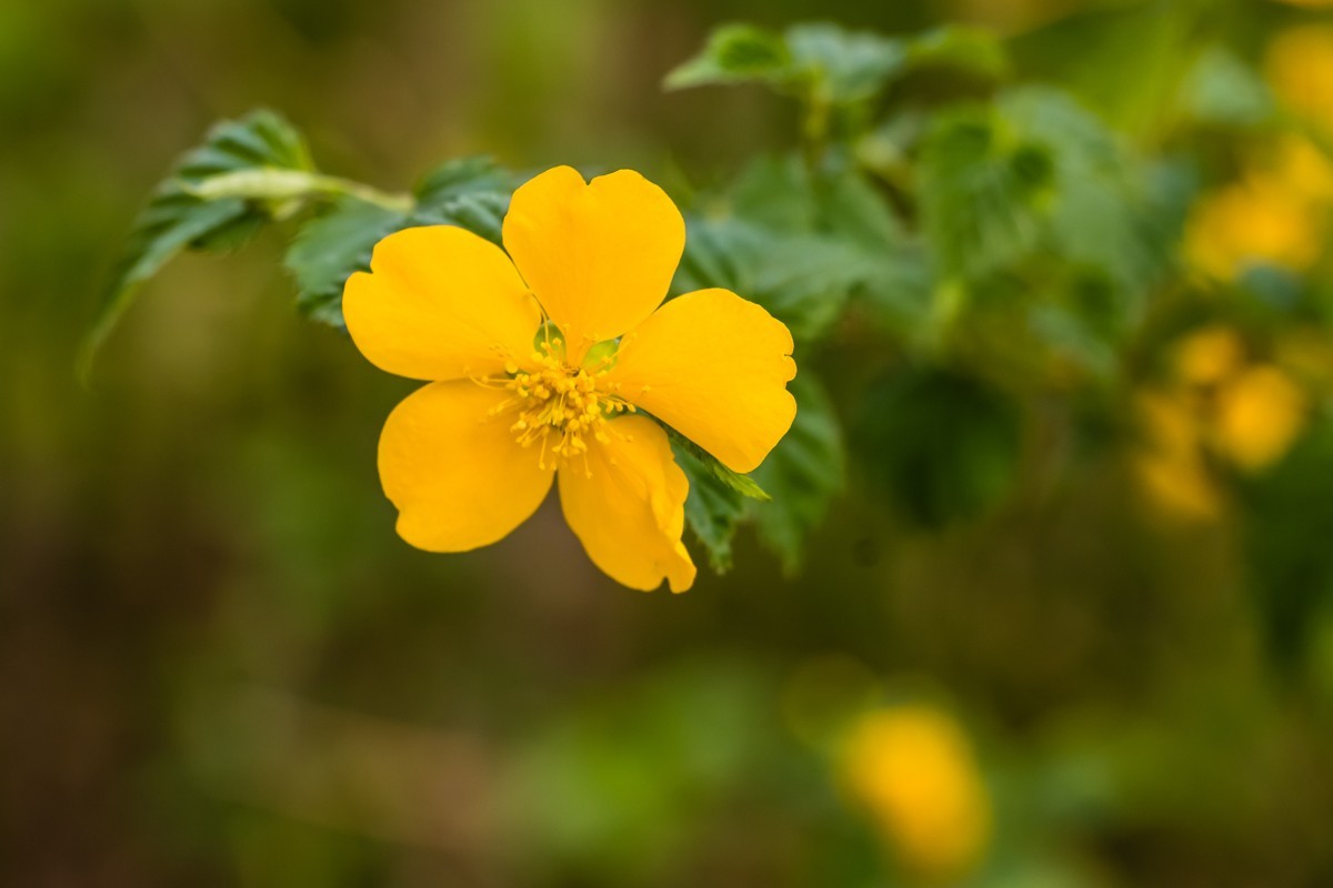 【镜头里】第1499号：棣棠花（二）