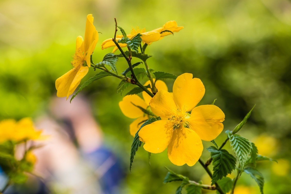 【镜头里】第1499号：棣棠花（二）