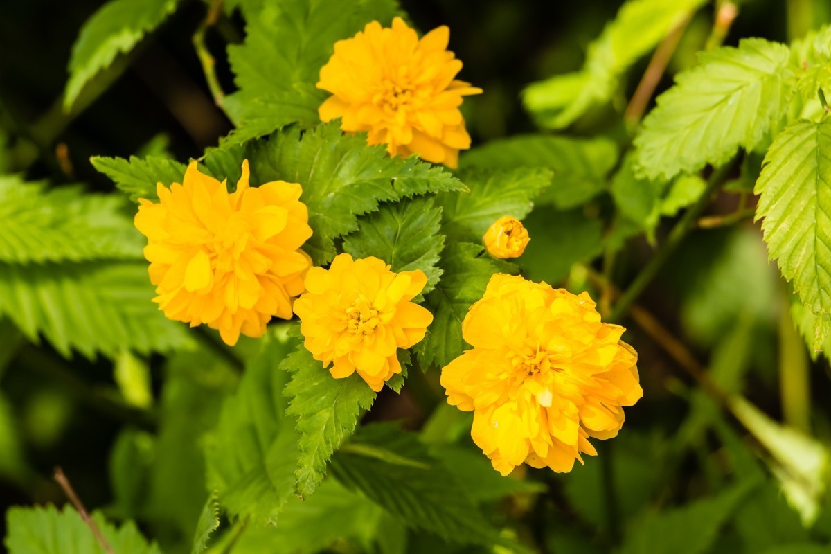 【镜头里】第1499号：棣棠花（二）