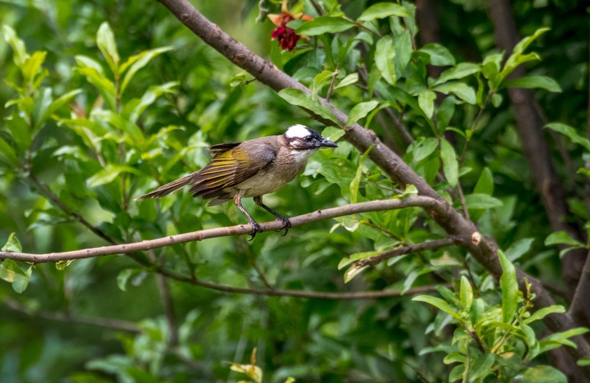 白头鹎鸟（三十一）