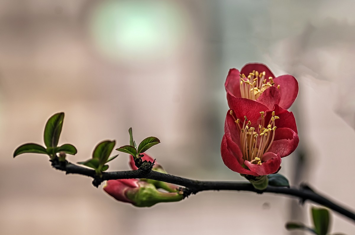 海棠闹春  龙年吉祥