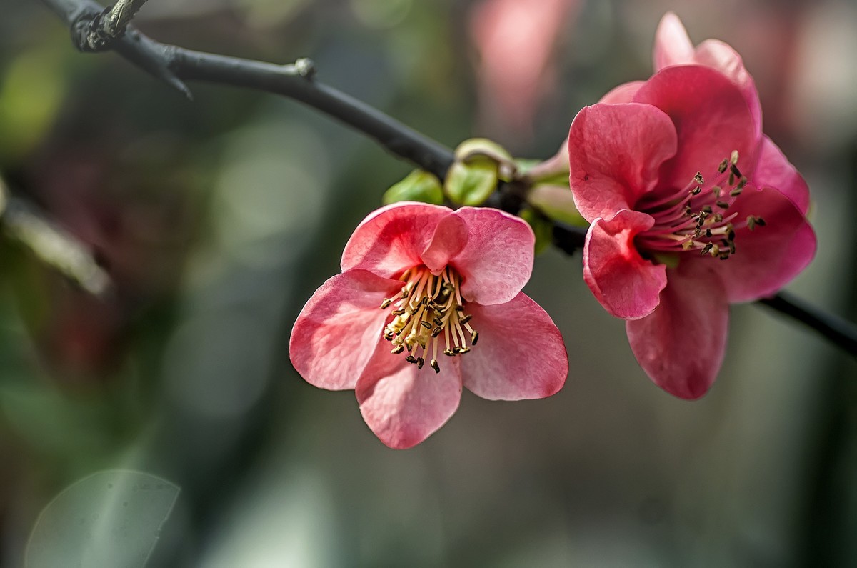 海棠闹春  龙年吉祥