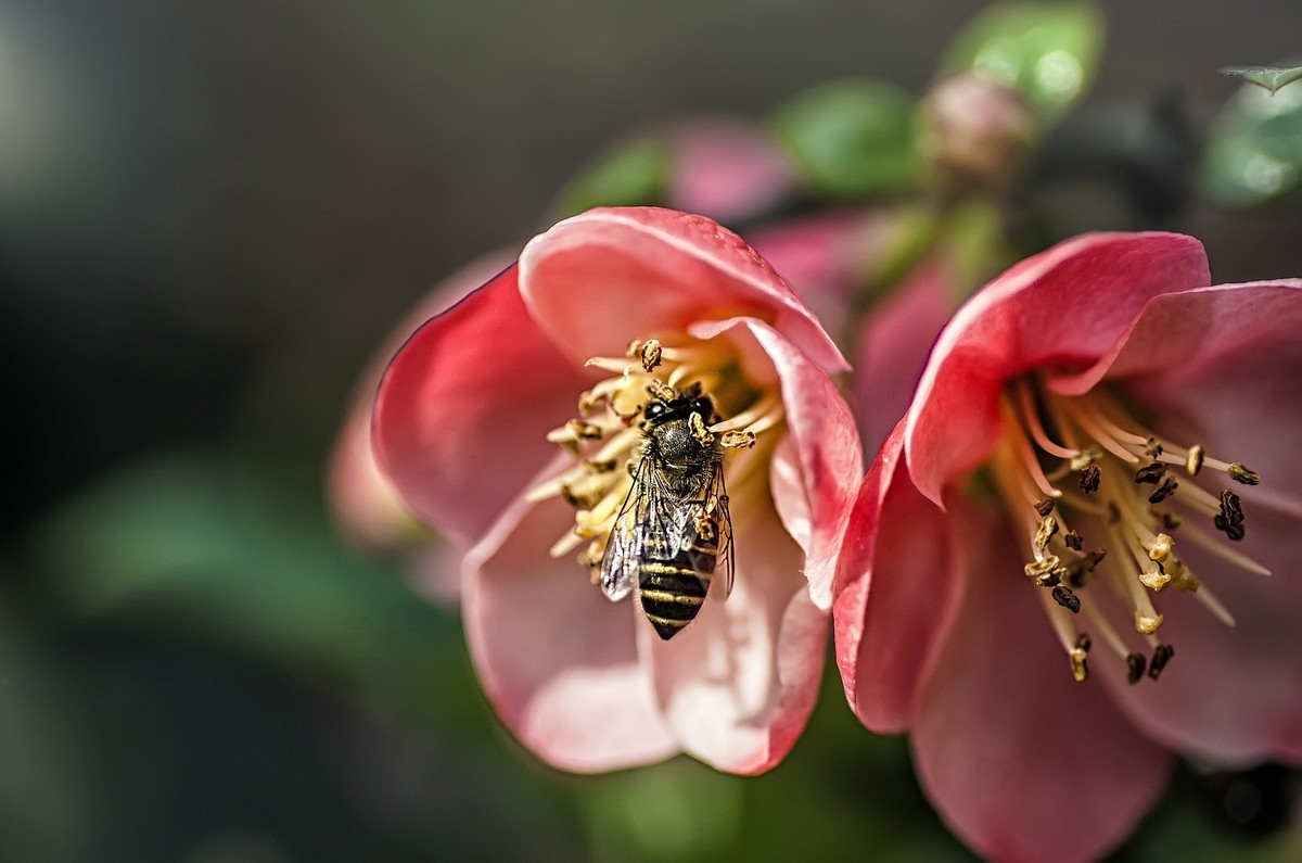 海棠闹春  龙年吉祥