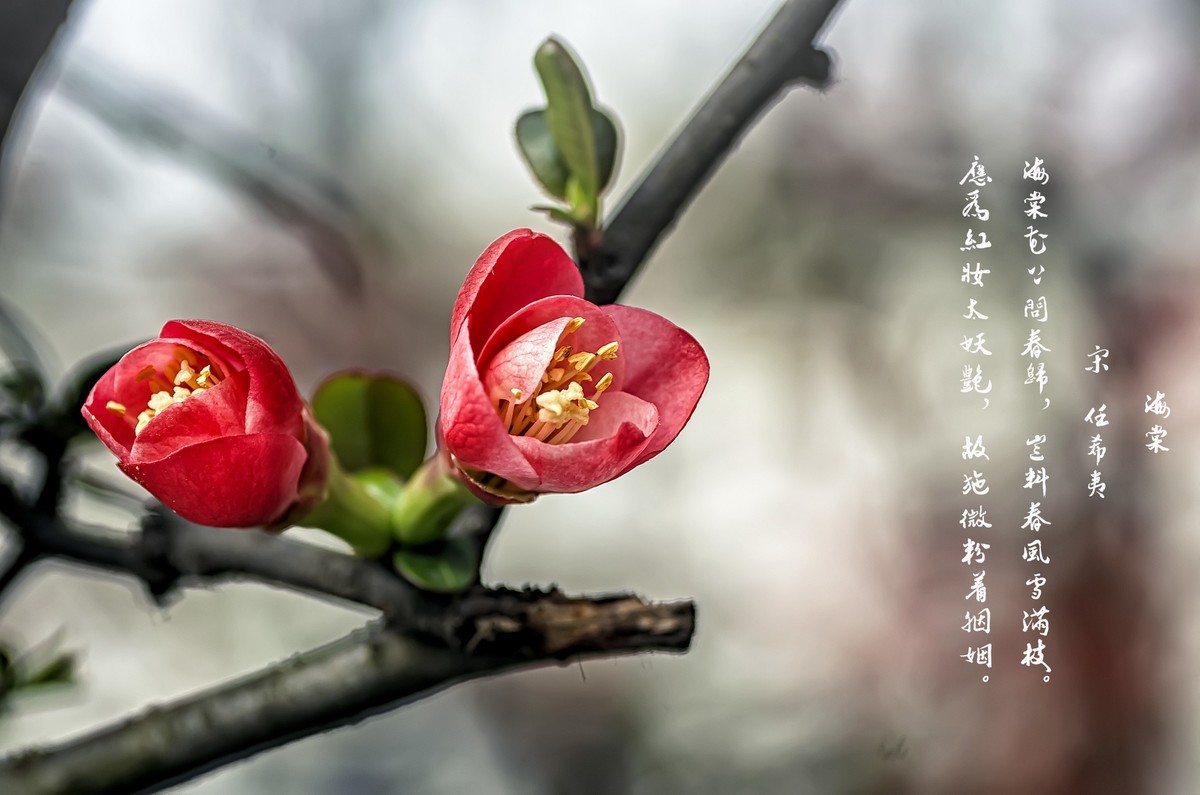 海棠闹春  龙年吉祥