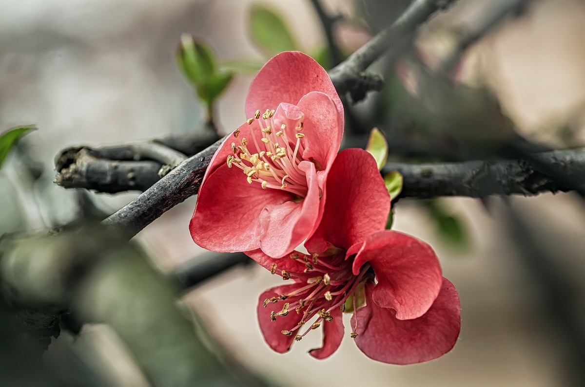 海棠闹春  龙年吉祥