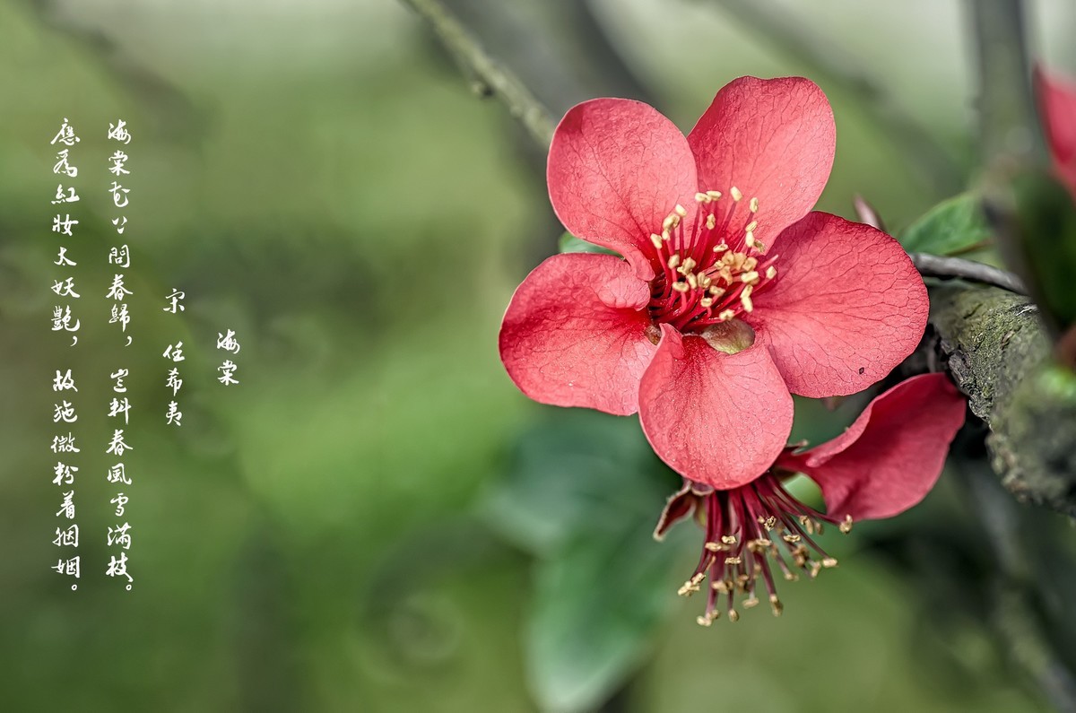 海棠闹春  龙年吉祥