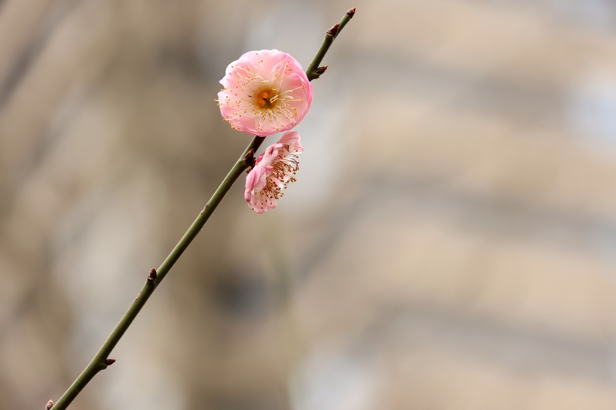 R10换R7，18-150套头试拍