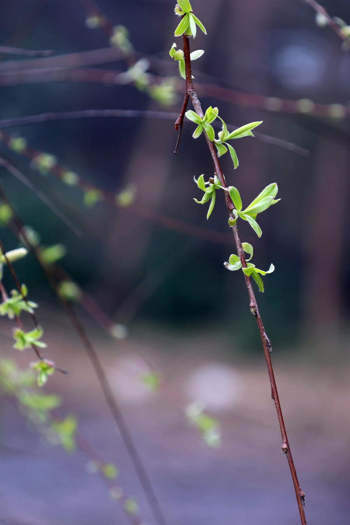 R10换R7，18-150套头试拍