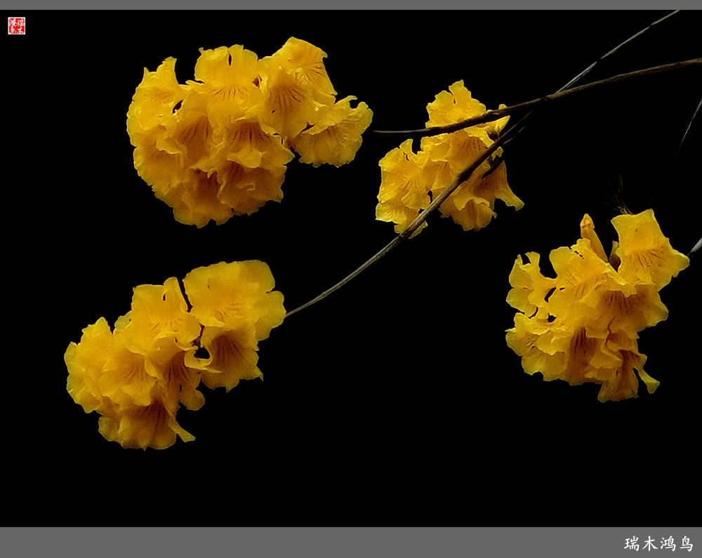 【印象潮汕】2.二月二龙抬头，一不小心到潮州