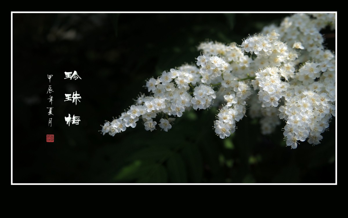 花蕾圆圆似珍珠的珍珠梅