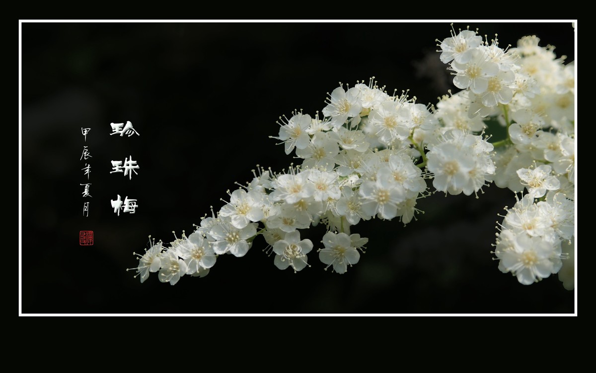 花蕾圆圆似珍珠的珍珠梅