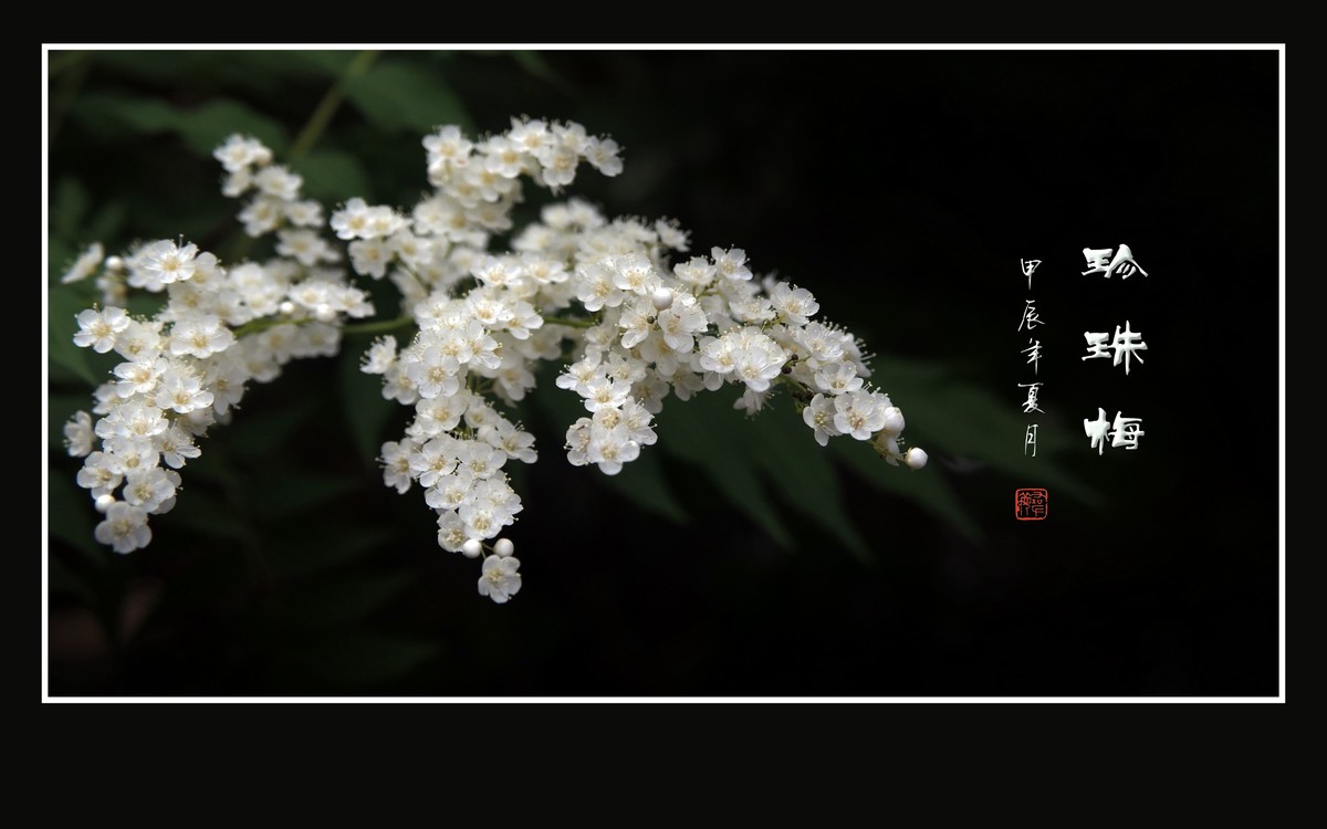 花蕾圆圆似珍珠的珍珠梅