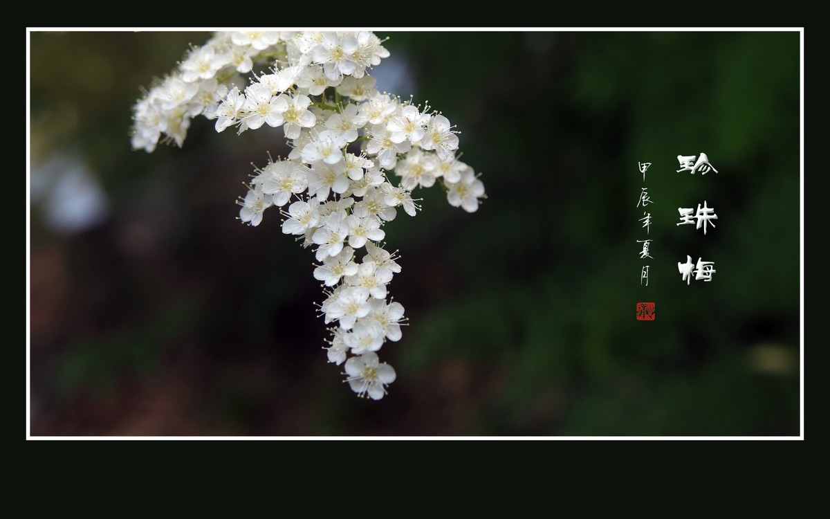 花蕾圆圆似珍珠的珍珠梅