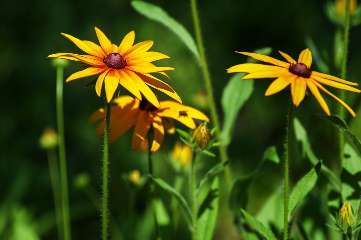 街头公园中的小草菊