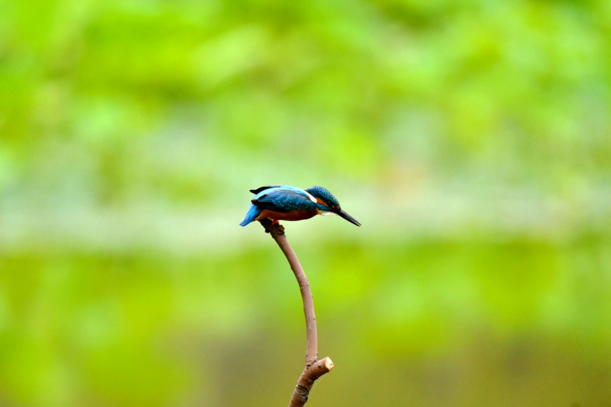 【鸟趣】可爱的普通翠鸟