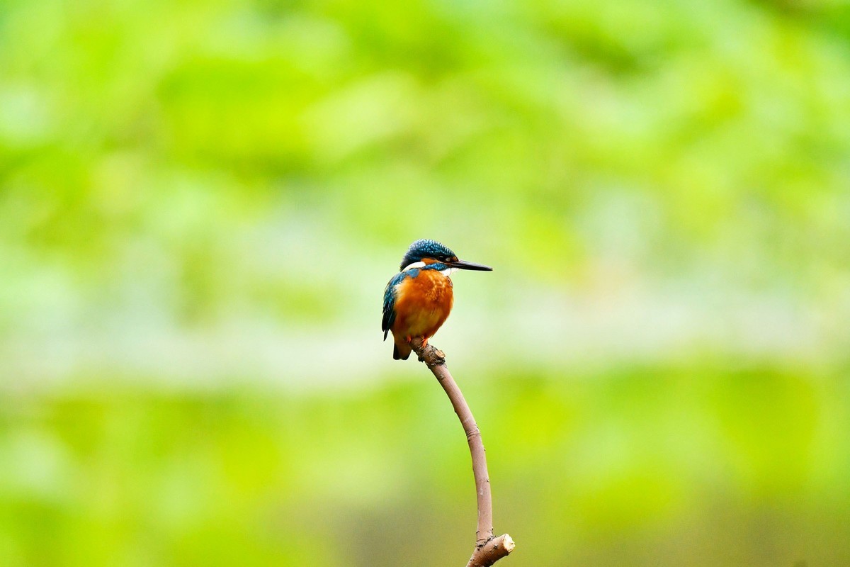 【鸟趣】可爱的普通翠鸟