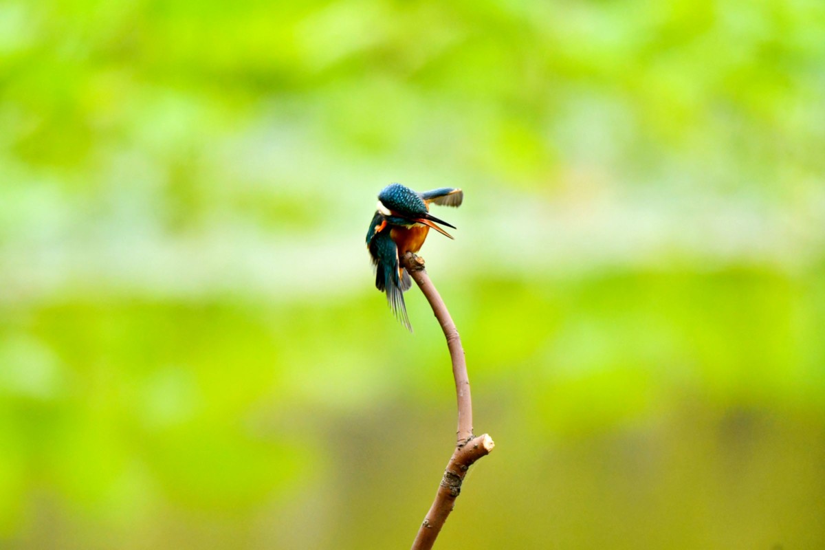 【鸟趣】可爱的普通翠鸟