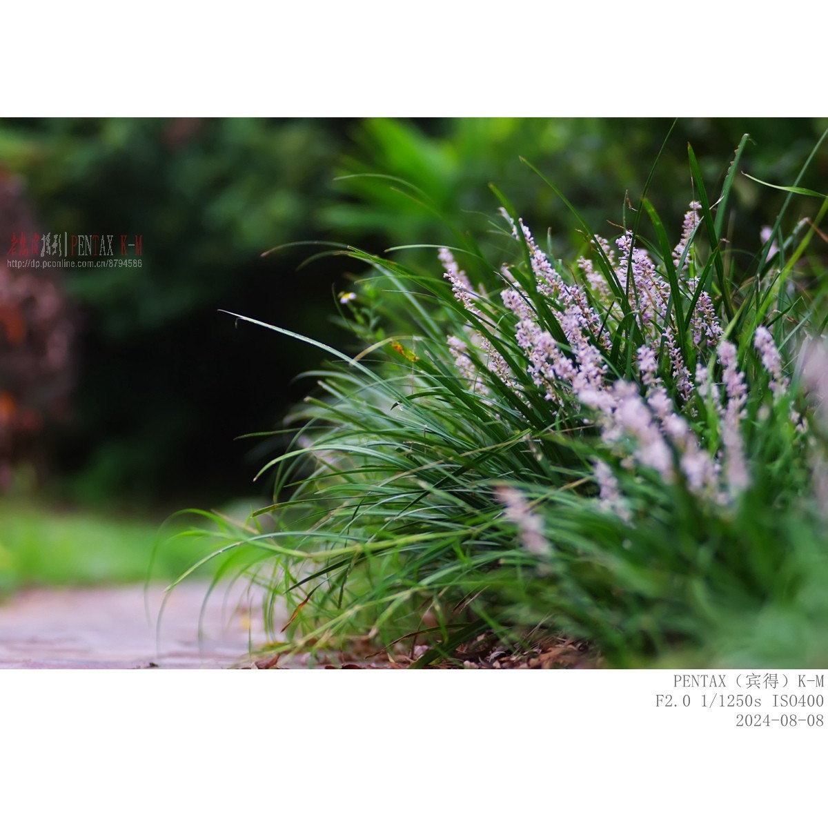 蜜蜂食蚜蝇沿阶草等