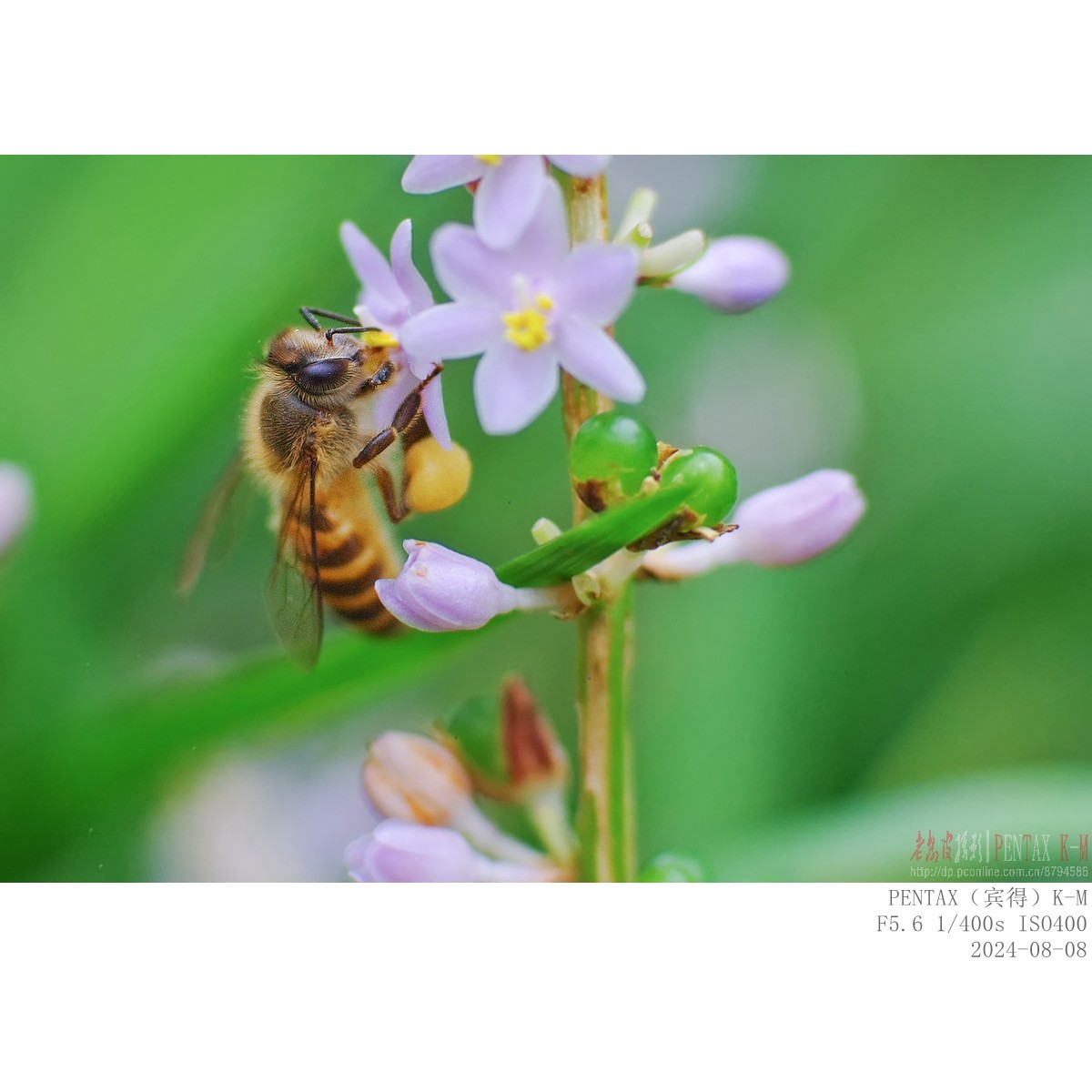 蜜蜂食蚜蝇沿阶草等