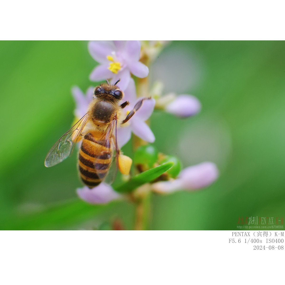 蜜蜂食蚜蝇沿阶草等