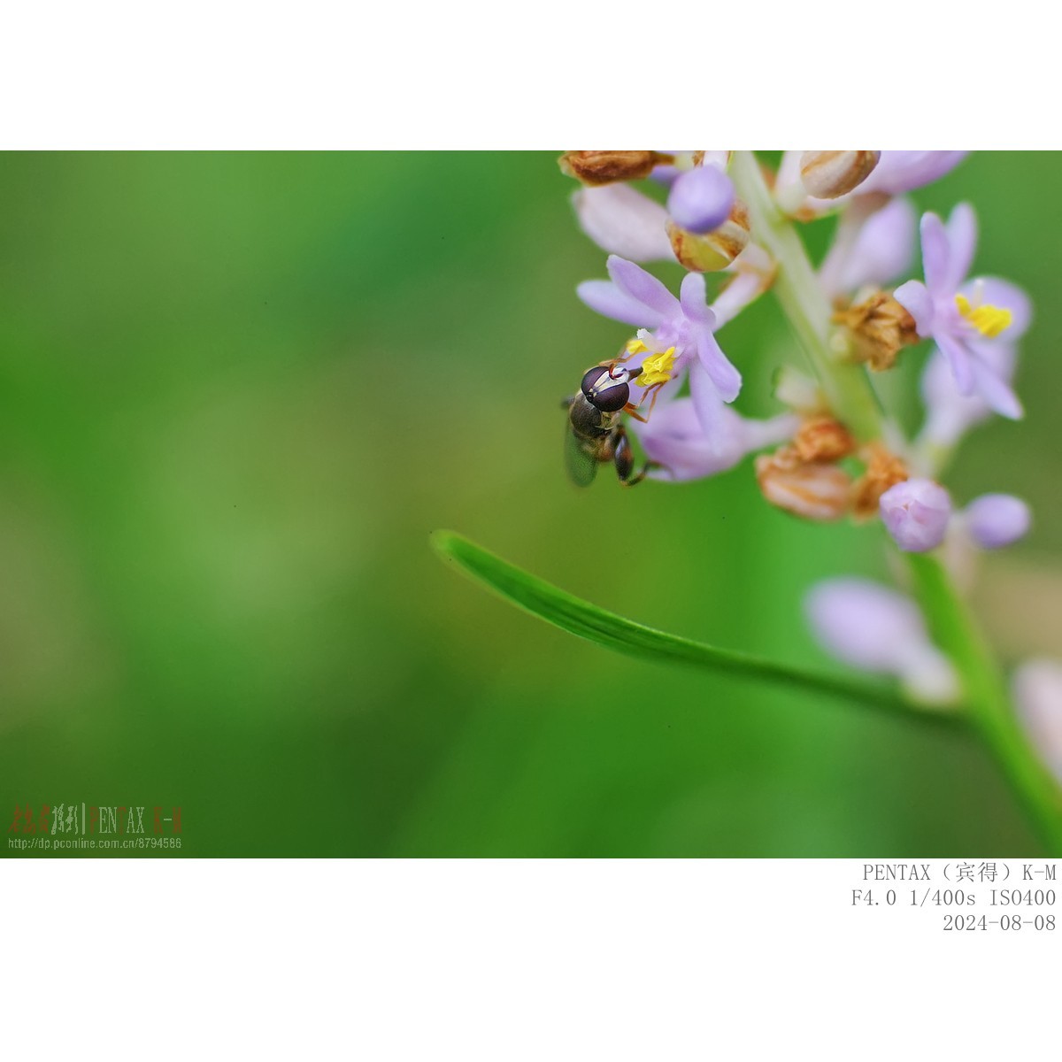 蜜蜂食蚜蝇沿阶草等