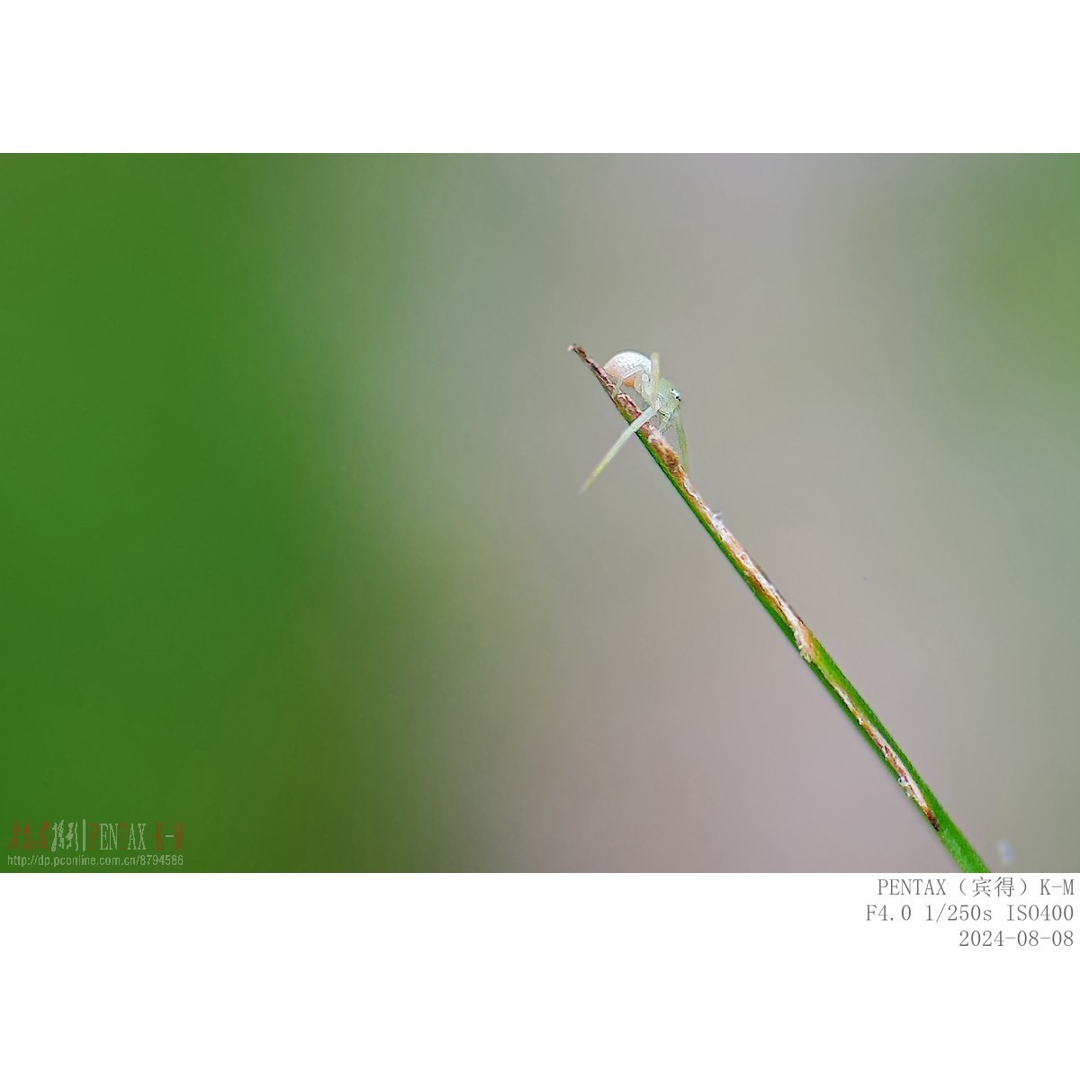 蜜蜂食蚜蝇沿阶草等