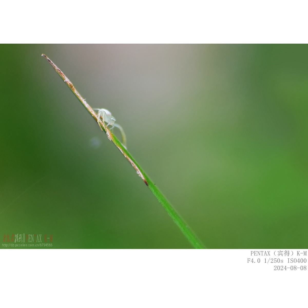 蜜蜂食蚜蝇沿阶草等