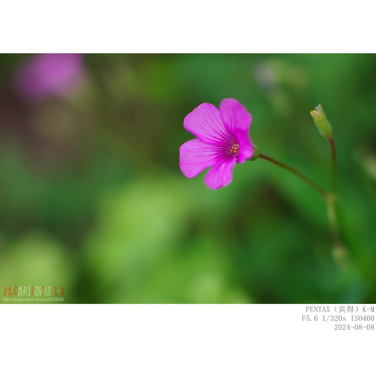 蜜蜂食蚜蝇沿阶草等